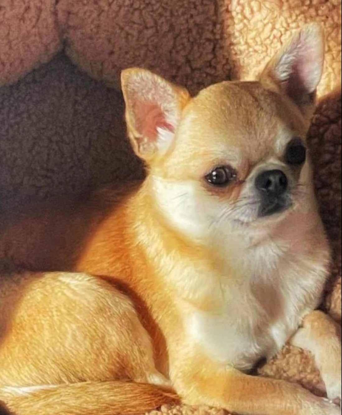 Trixy of little dog 's paradise