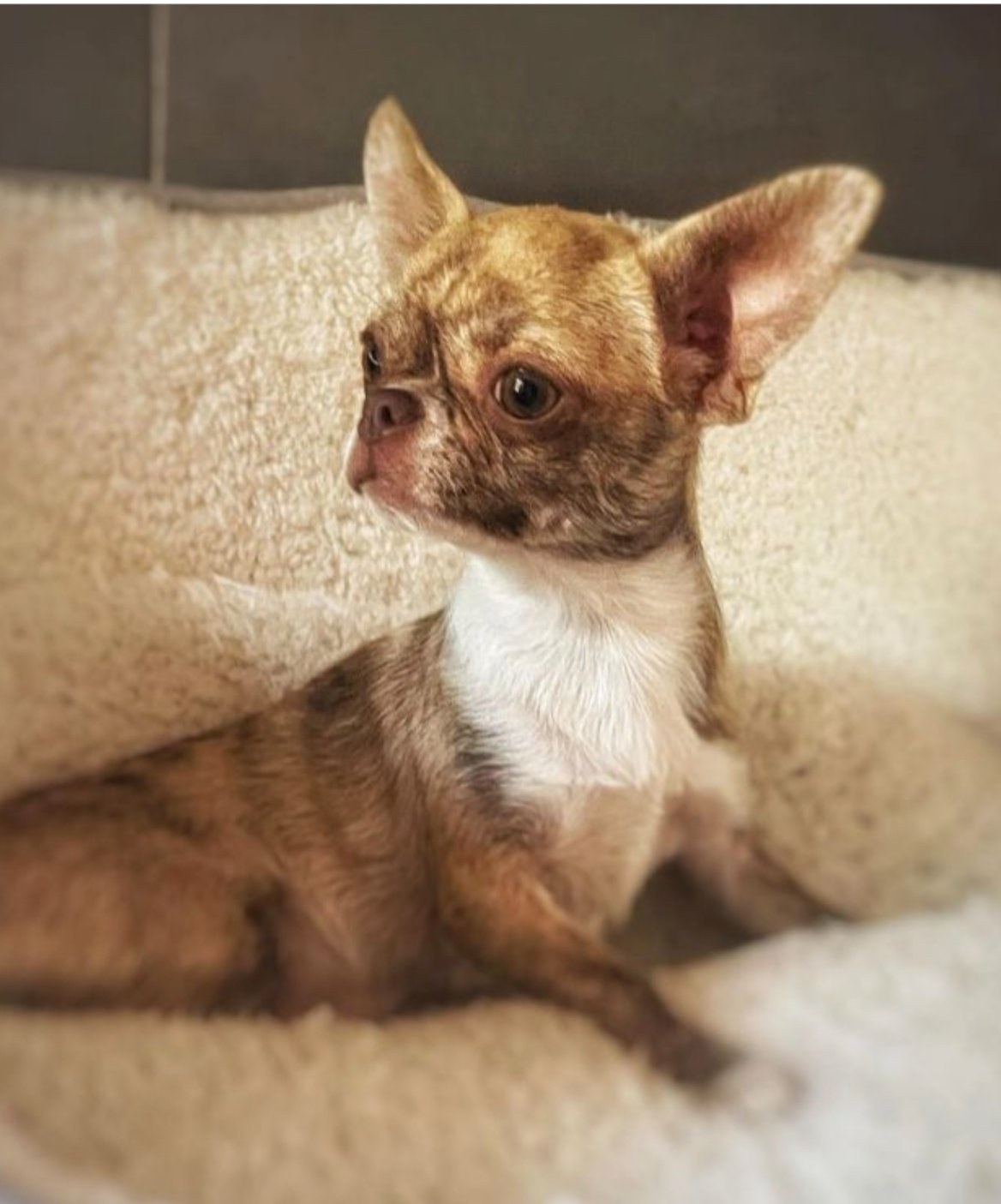Une coyote girl de la vallée de naica