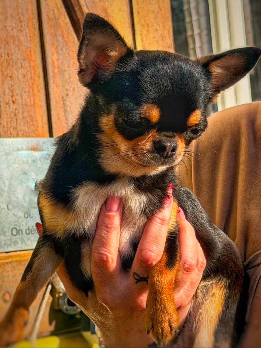 Arya black sheitana de la vallée de naica