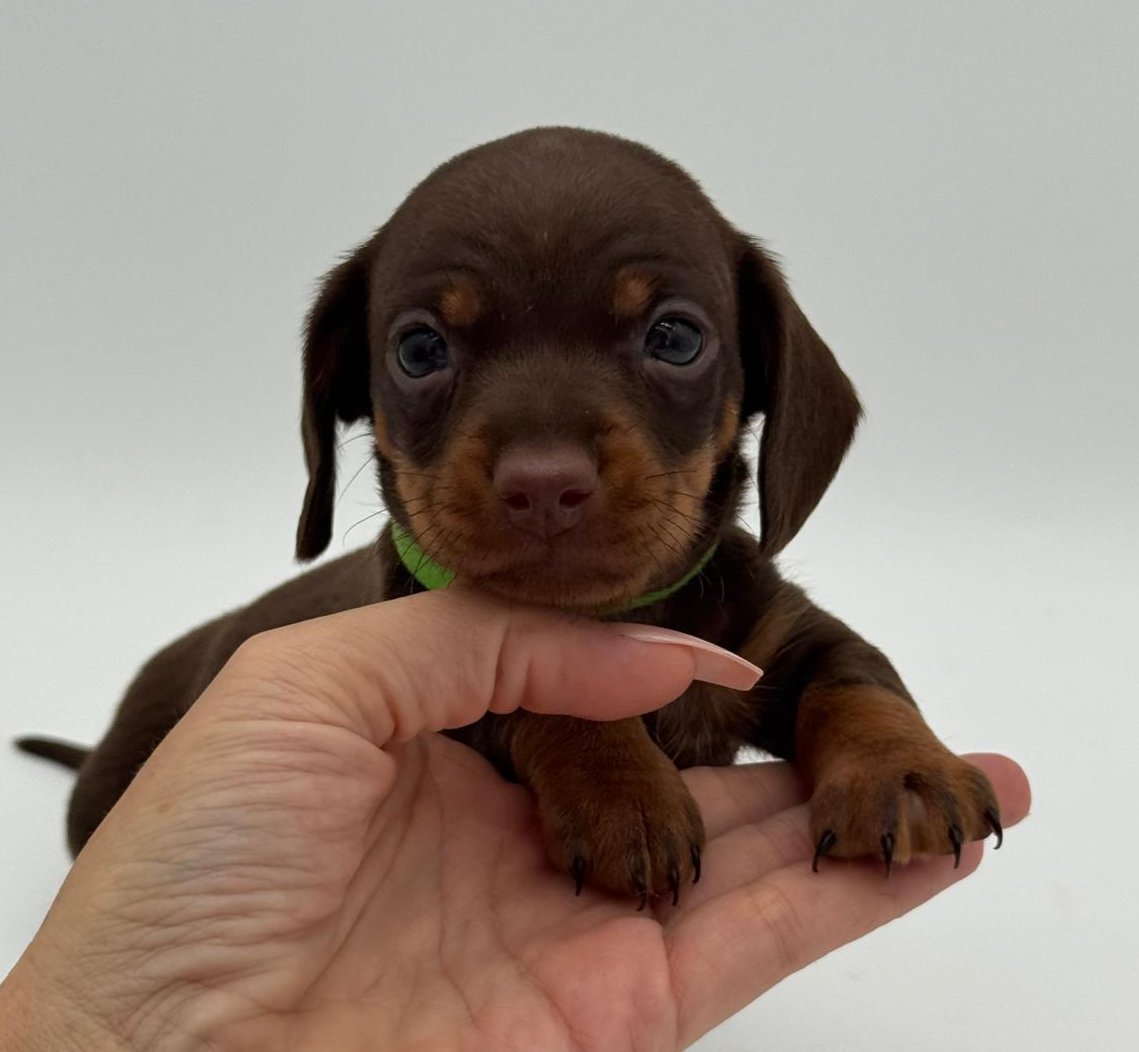 Nos babies — photo 3
