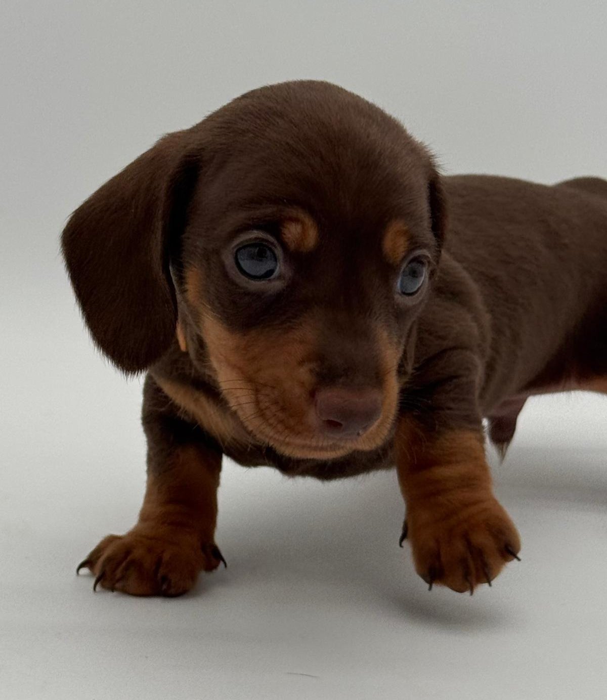 Nos babies — photo 7