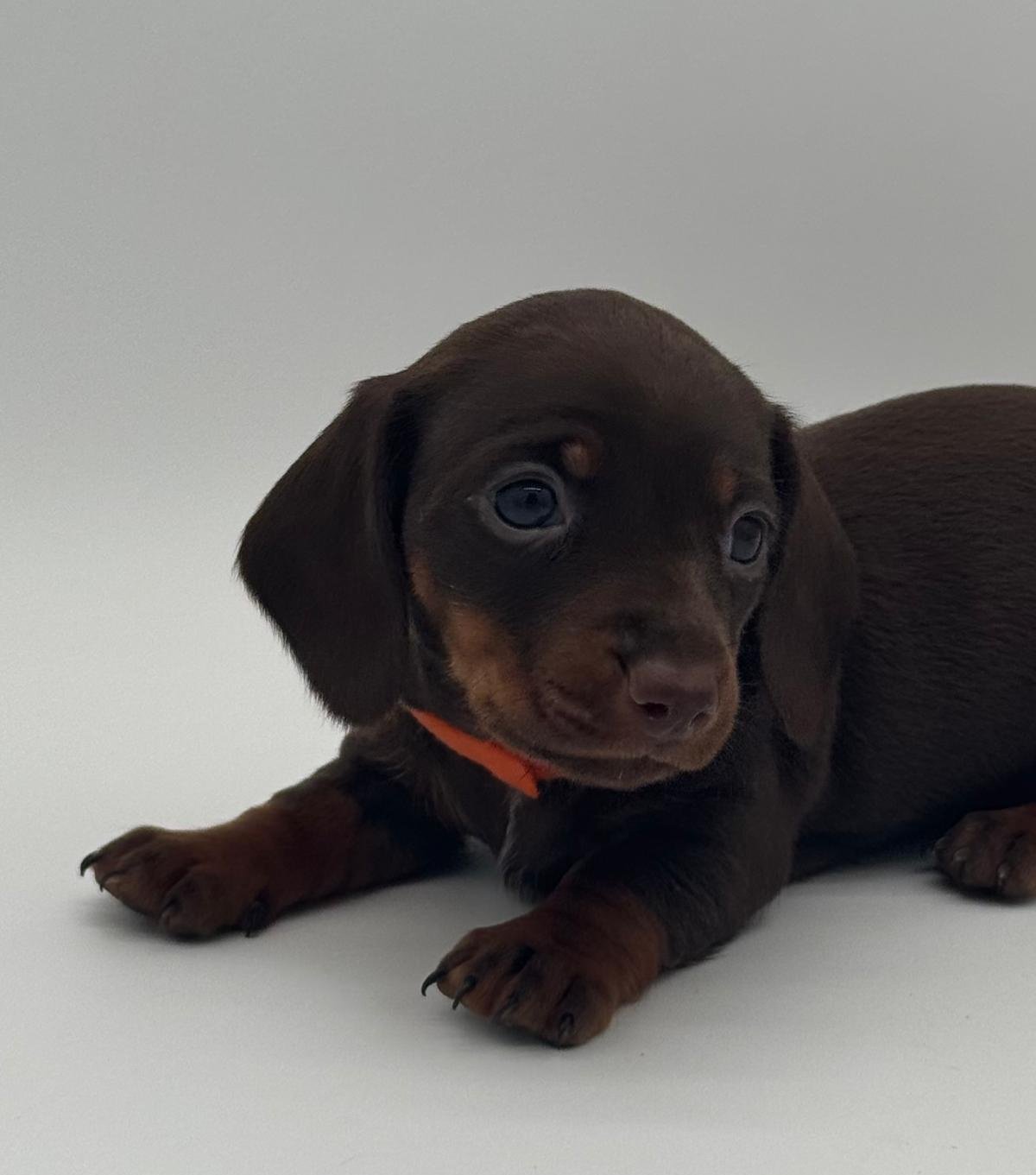 Nos babies — photo 9