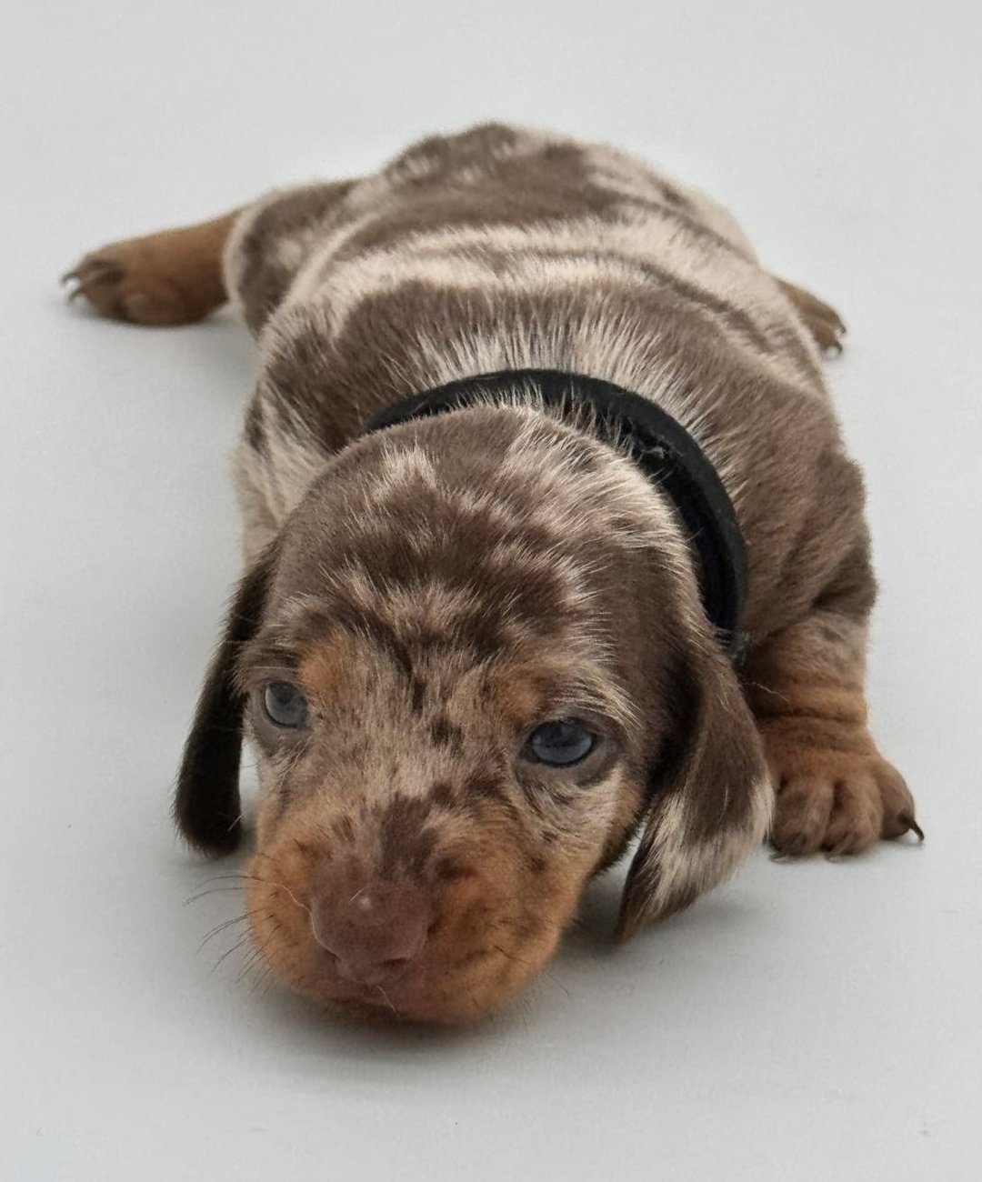 Nos babies — photo 8