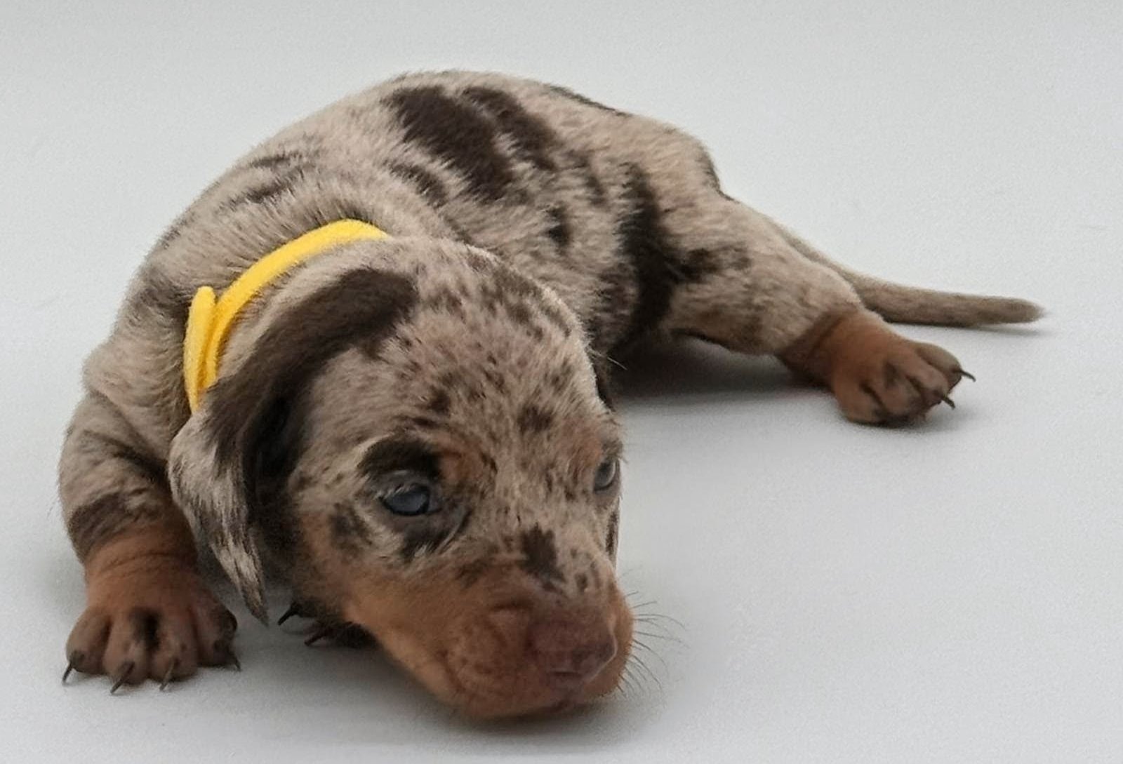 Nos babies — photo 11
