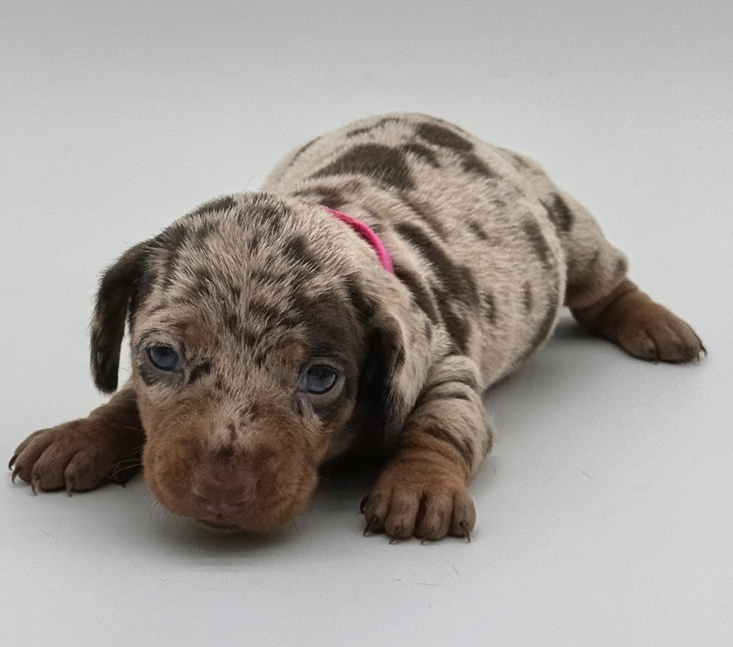 Nos babies — photo 13
