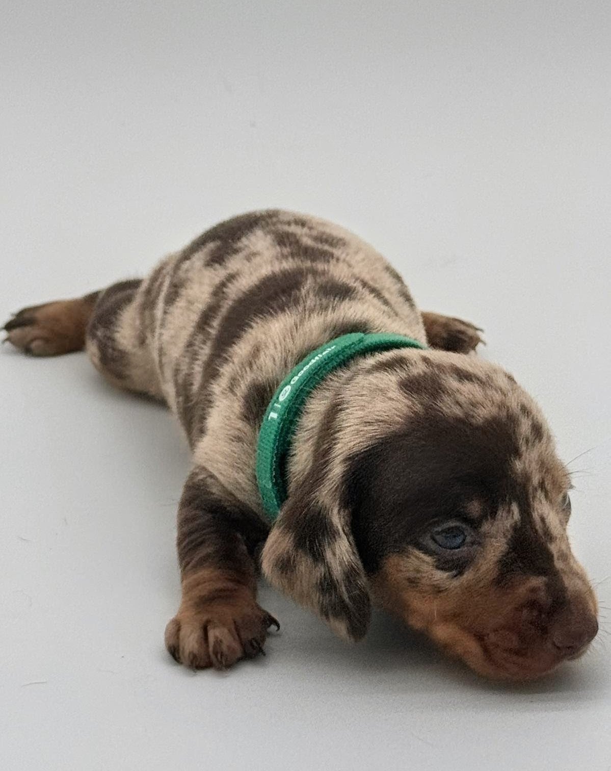Nos babies — photo 15
