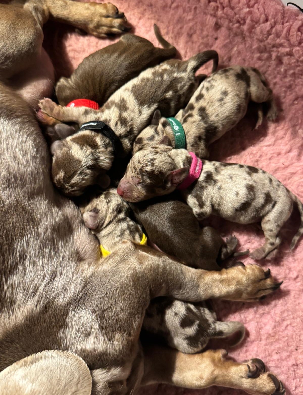 Nos babies — photo 16
