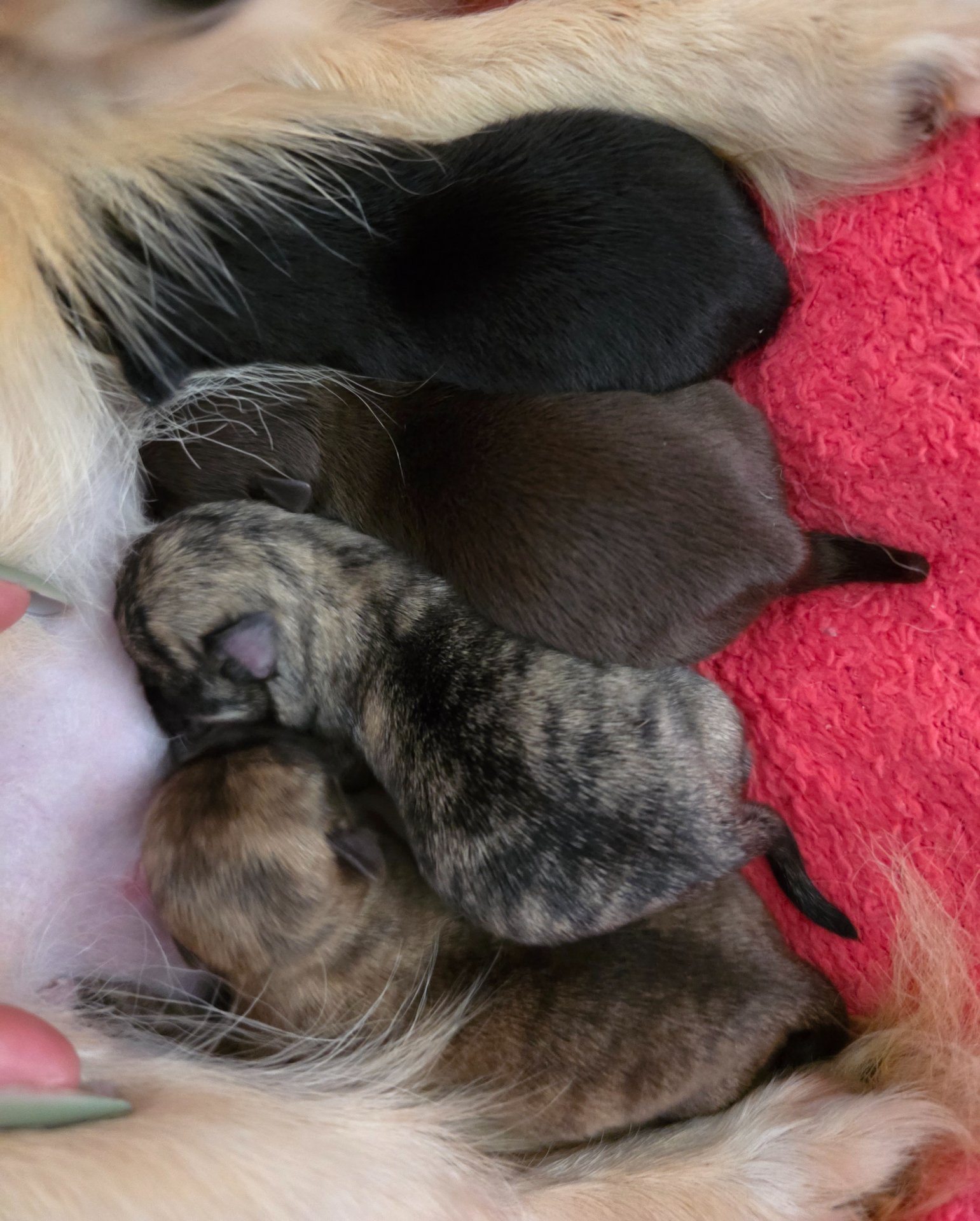 Chiots Chihuahua disponibles
