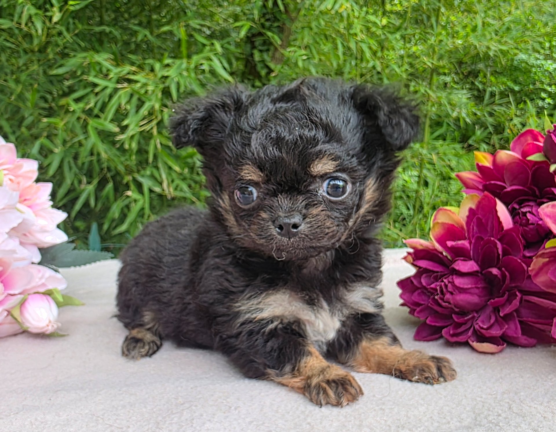 Chiots Chihuahua disponibles