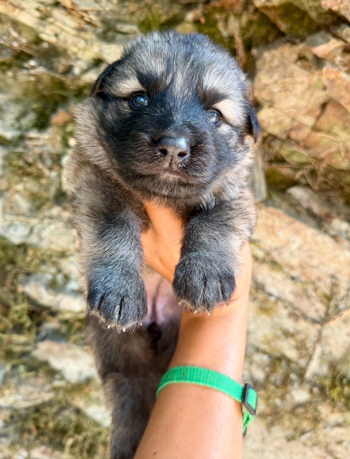 Chiots Altdeutsche Schäferhunde disponibles