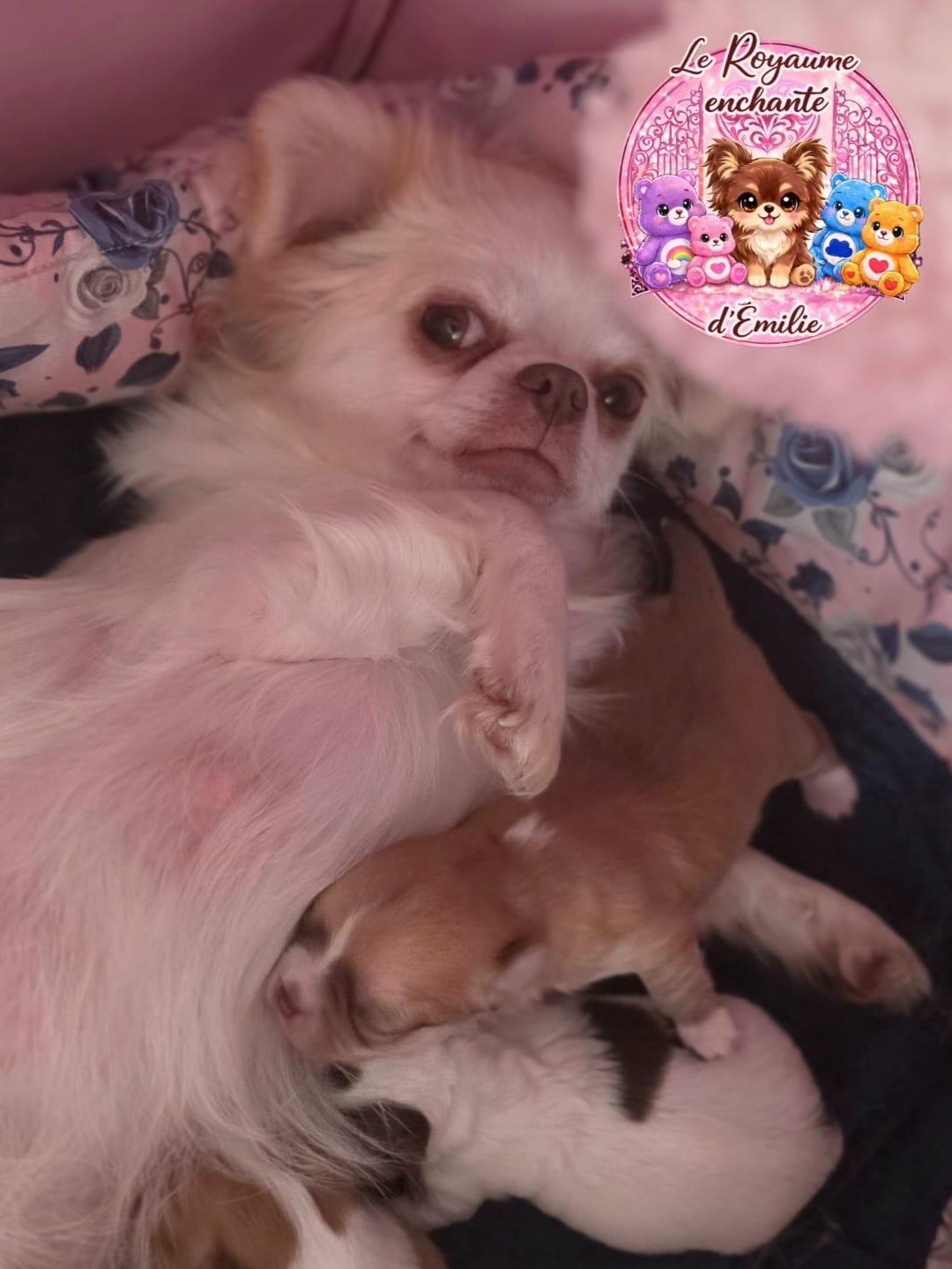 Chiots Chihuahua Poil Long disponibles